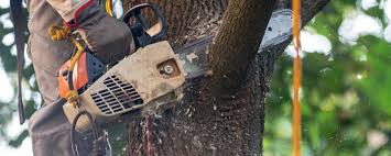 Best Tree Preservation Services  in Green Valley, CA