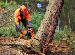 Best Lawn Disease Treatment  in Green Valley, CA