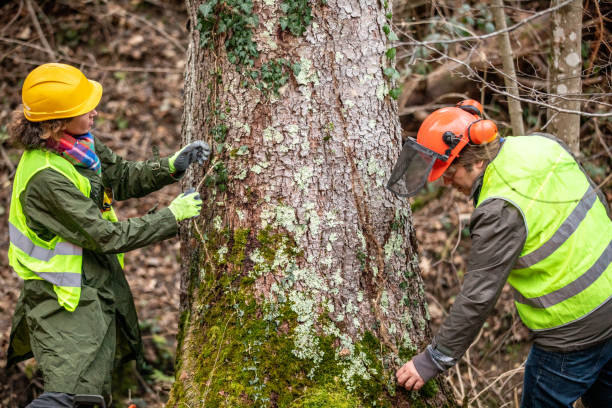 Tree Care