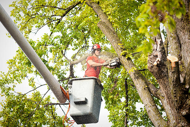 Best Tree Disease Treatment  in Green Valley, CA