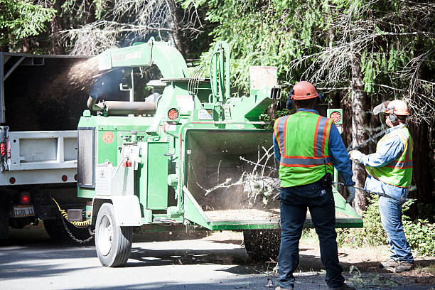 Best Hedge Trimming  in Green Valley, CA