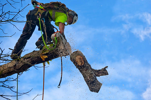 Best Pest Control for Lawns  in Green Valley, CA