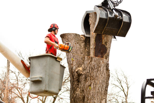 How Our Tree Care Process Works  in  Green Valley, CA